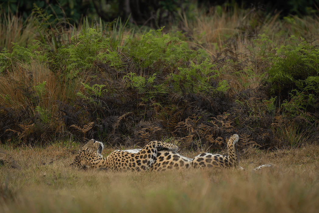 /images/ourPackageCategories/safari-two1.png