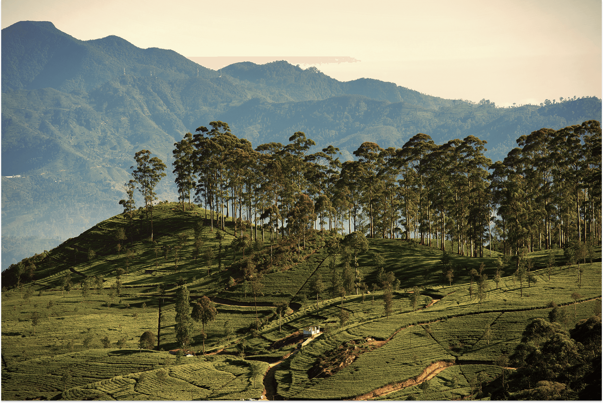 Testimonials background - tea plantations and mountains