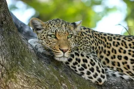 Wildlife experience planned by Ceylon Travelex specialists