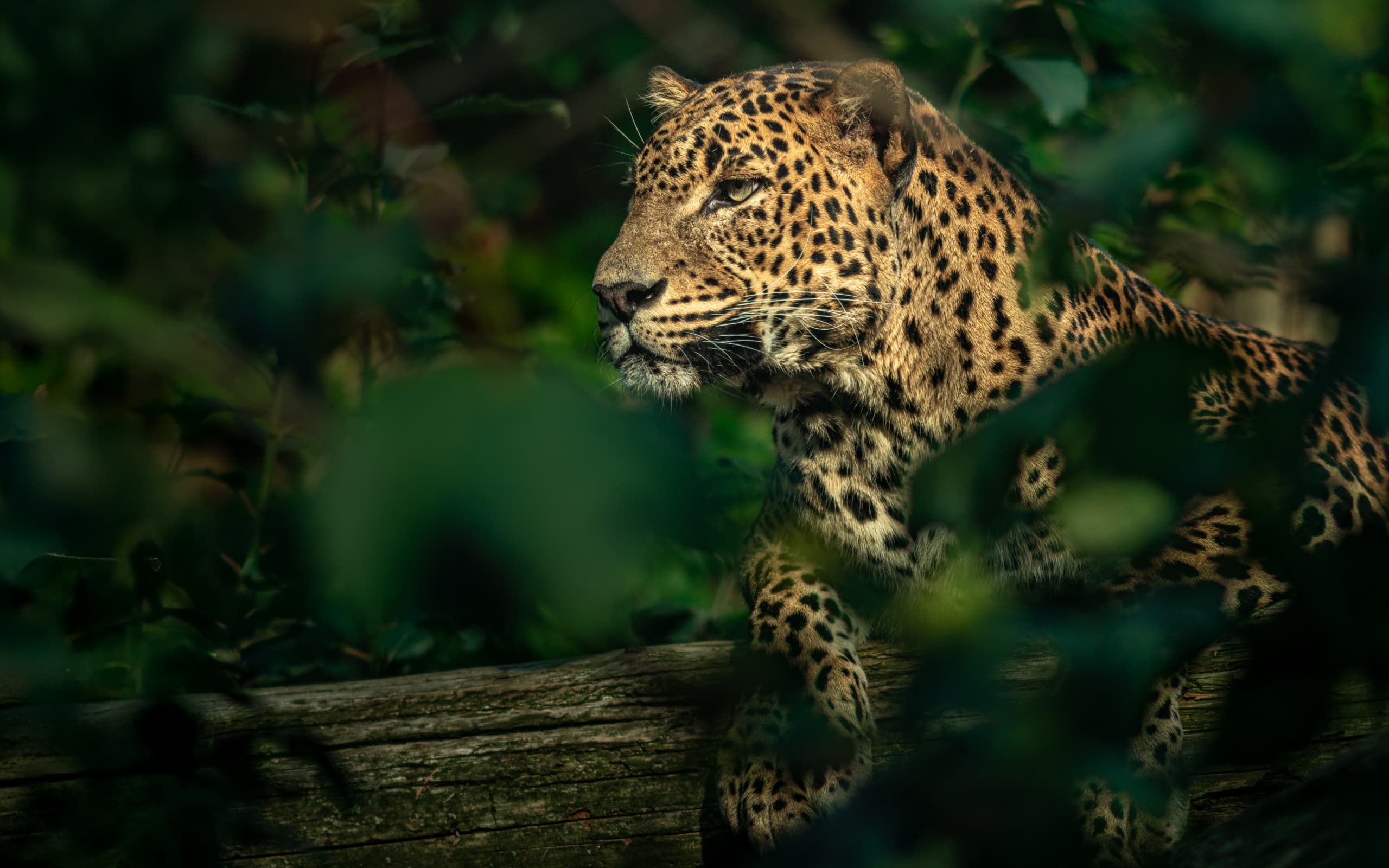 Combine cultural tours Sri Lanka with a Yala safari extension